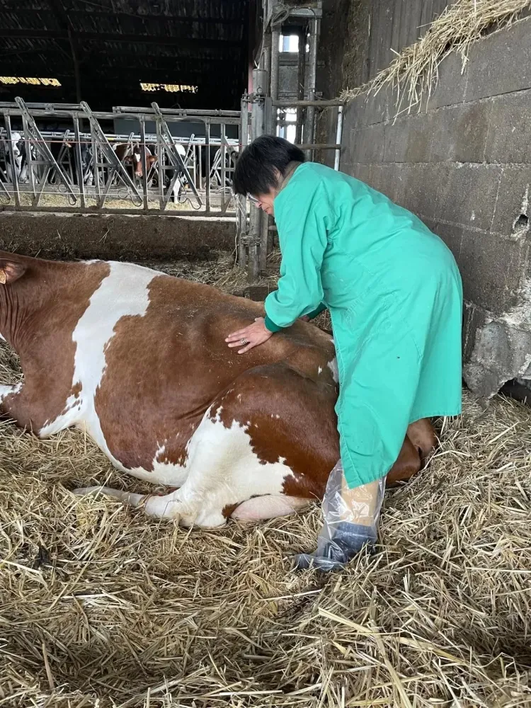 soin animal (5)